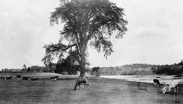Witch's Tree